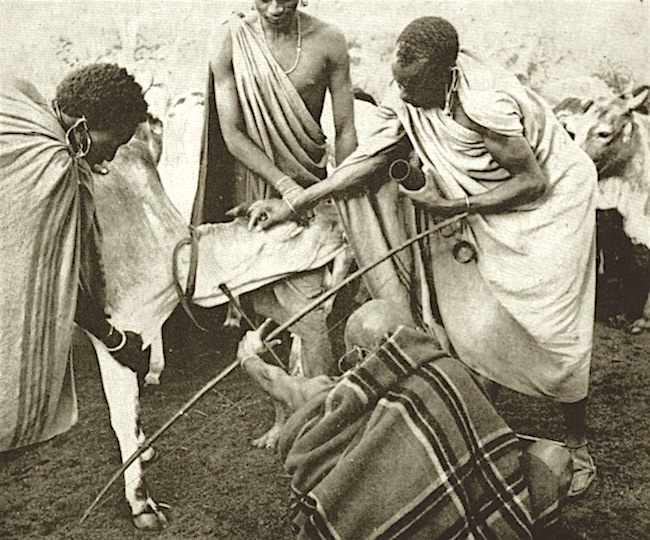 Masai Drawing Blood from a Cow's Neck with a Miniature Arrow.